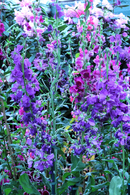 500 Elegant Clarkia (Clarkia Elegans) Seeds