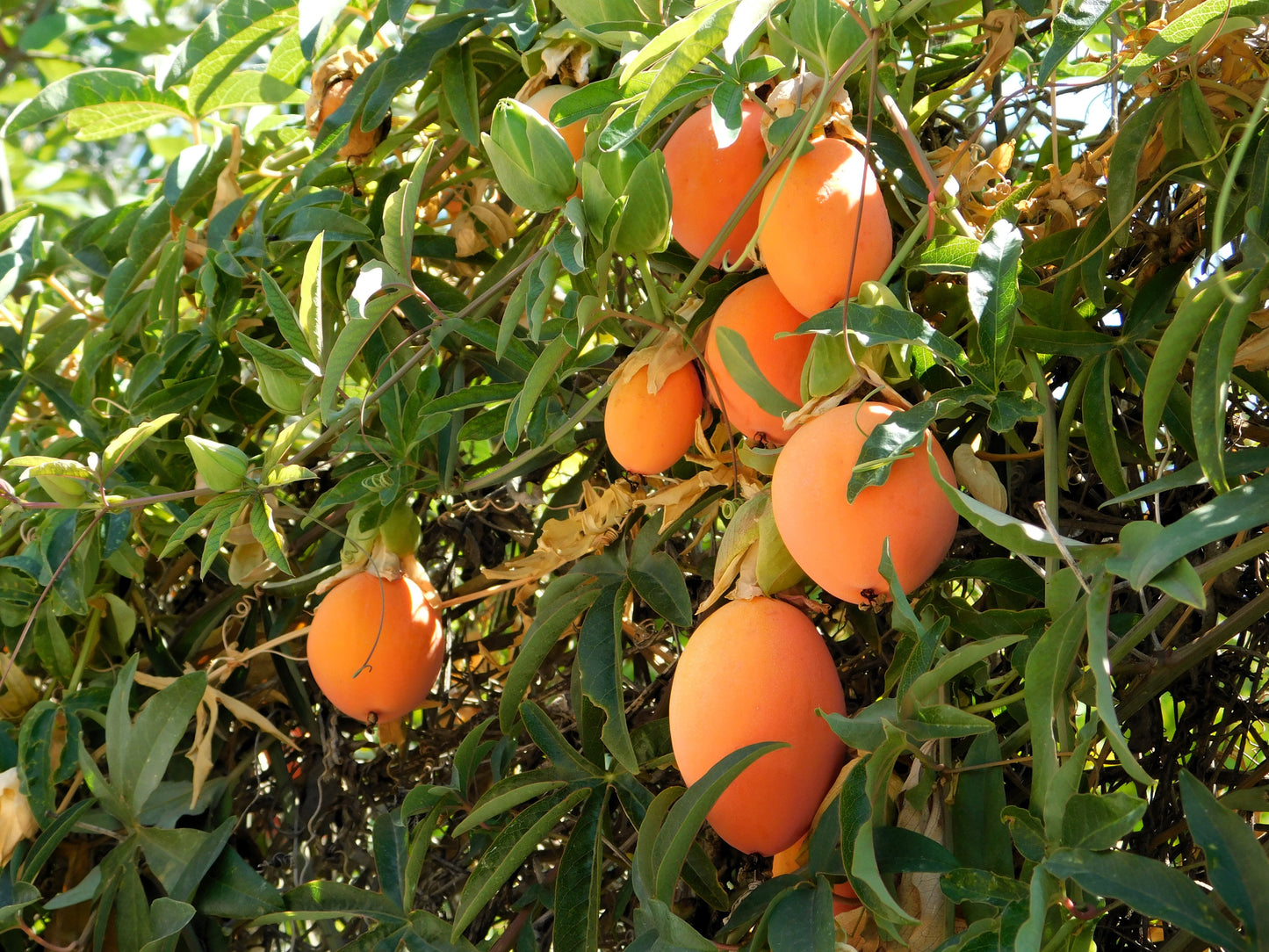 10 Passionflower / Passion fruit (Passiflora Caerulea) Seeds