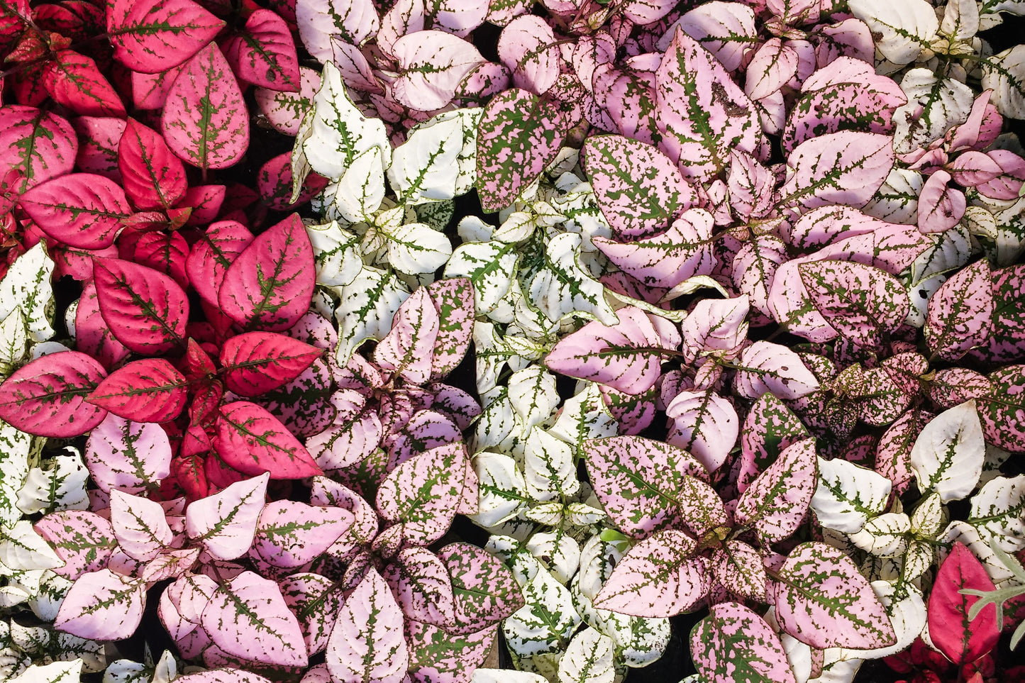 10 Polka Dot Plant (Hypoestes Phyllostachya) Seeds