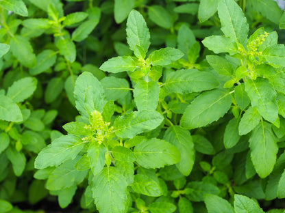 Green Holy Basil (Tulsi) (Ocimum tenuiflorum) Seeds – 250 ct