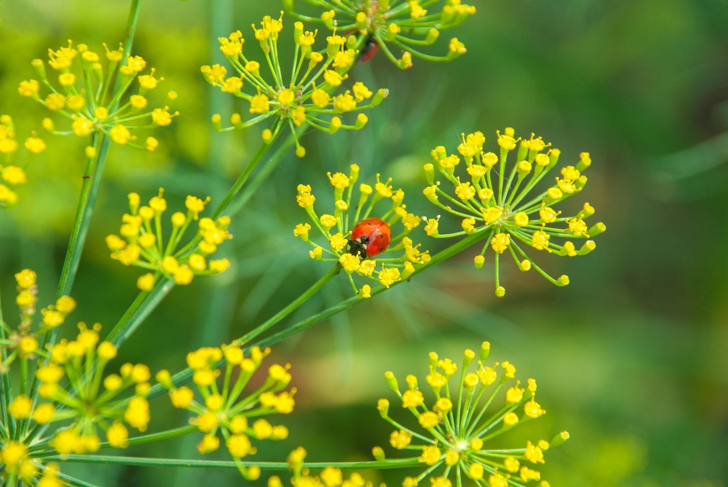 1500 Dukat Dill (Anethum Graveolens) Seeds