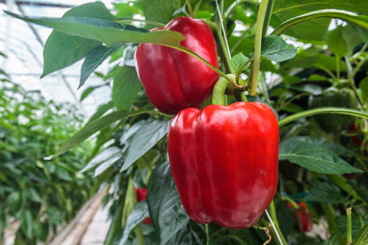 150 Big Red Bell Pepper (Capsicum Annuum) Seeds