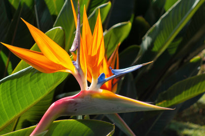 Bird of Paradise (Strelitzia reginae) Seeds – 5 ct