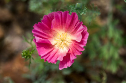 Purple Gleam California Poppy (Eschscholzia californica) Seeds – 100 ct