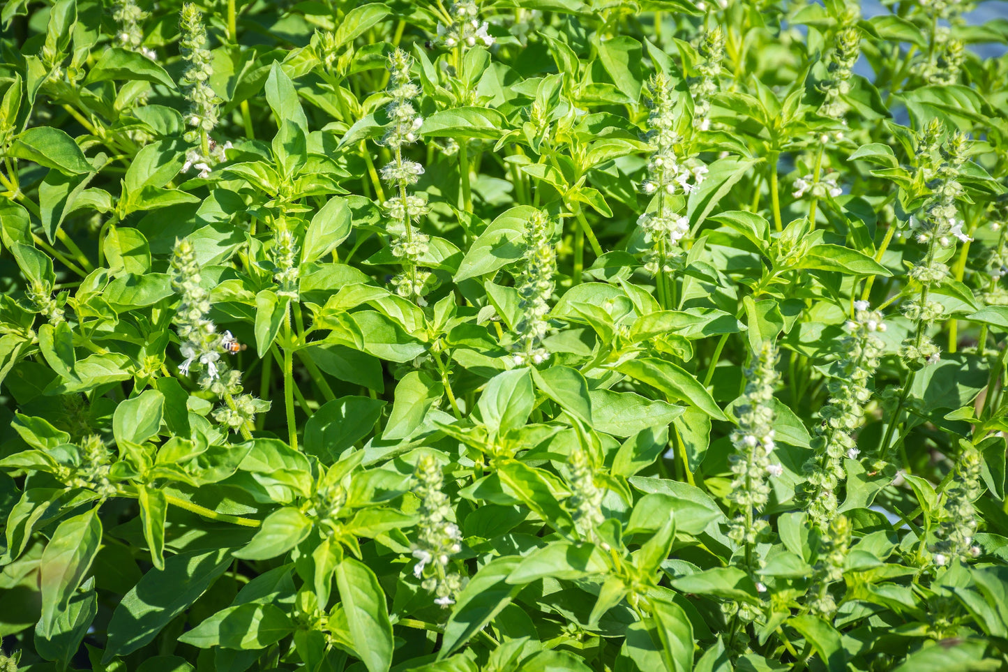 1500 Lemon Basil (Ocimum Basilicum) Seeds