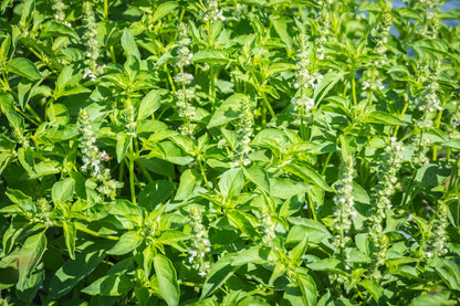 1500 Lemon Basil (Ocimum Basilicum) Seeds