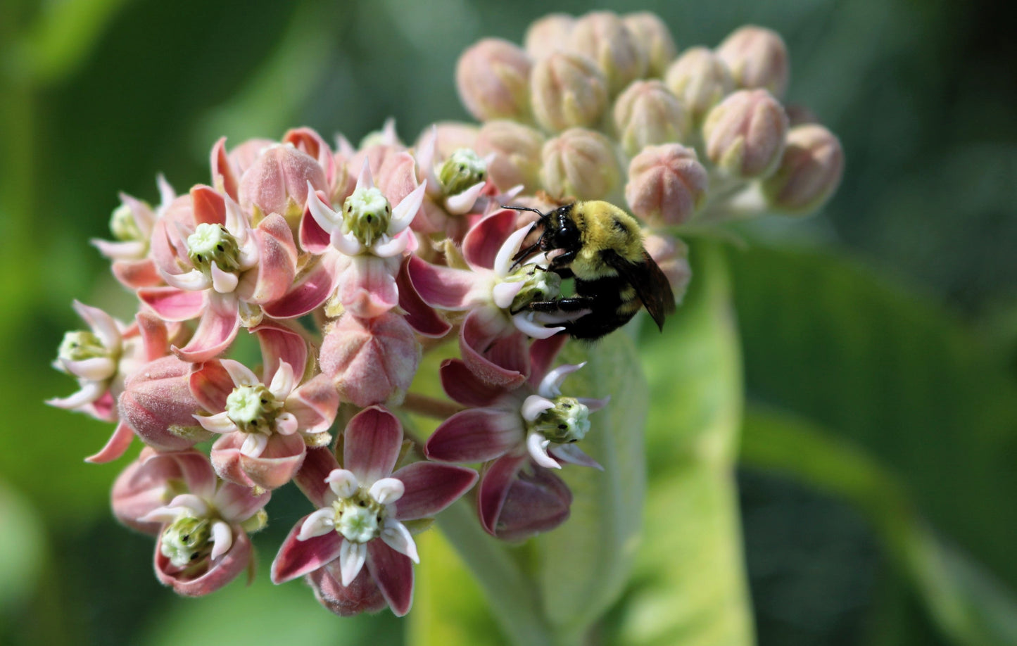 50 Showy (Greek) Milkweed (Asclepias Speciosa) Seeds