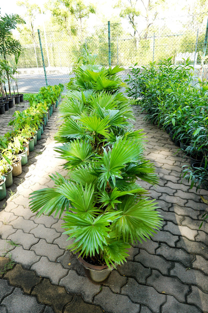 Green Saw Palmetto (Serenoa repens) Seeds – 5 ct