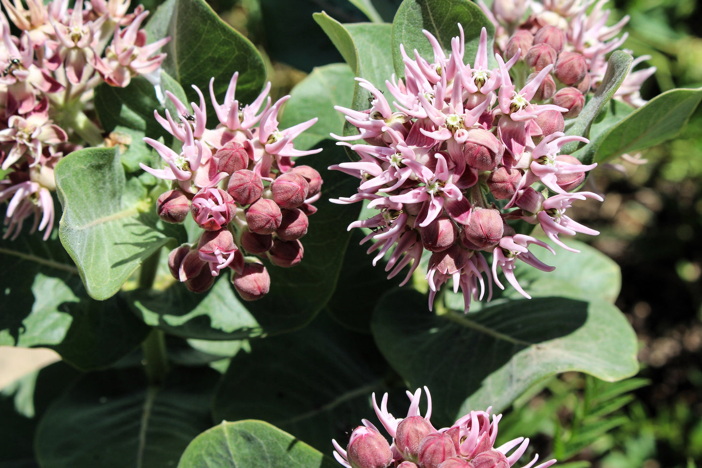 50 Showy (Greek) Milkweed (Asclepias Speciosa) Seeds
