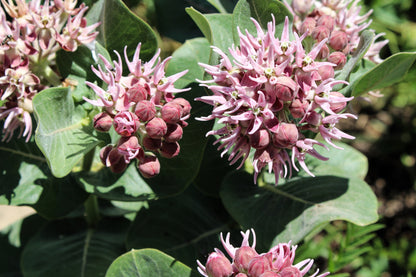 50 Showy (Greek) Milkweed (Asclepias Speciosa) Seeds