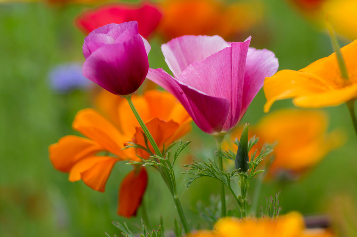 Purple Gleam California Poppy (Eschscholzia californica) Seeds – 100 ct