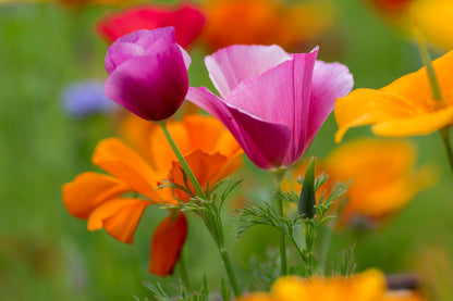 Purple Gleam California Poppy (Eschscholzia californica) Seeds – 100 ct