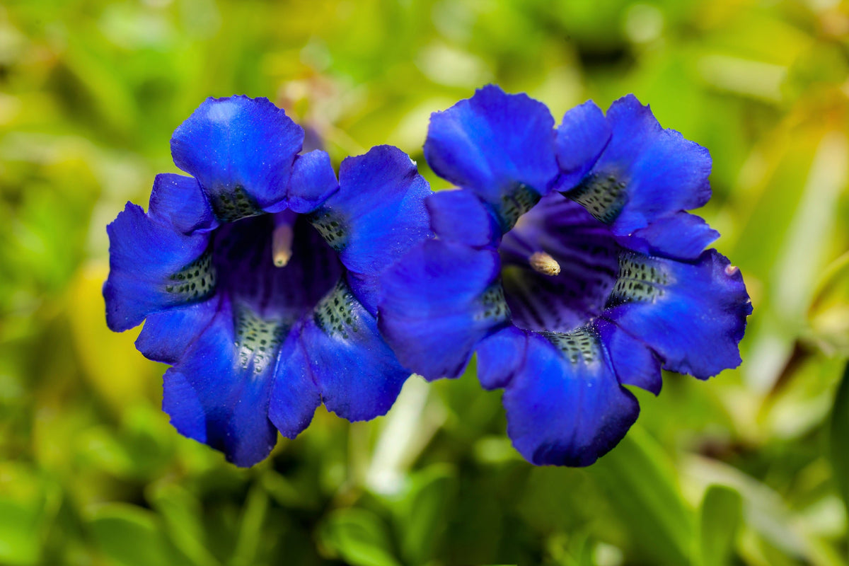 15 Blue Stemless Gentian (Gentiana Acaulis) Seeds