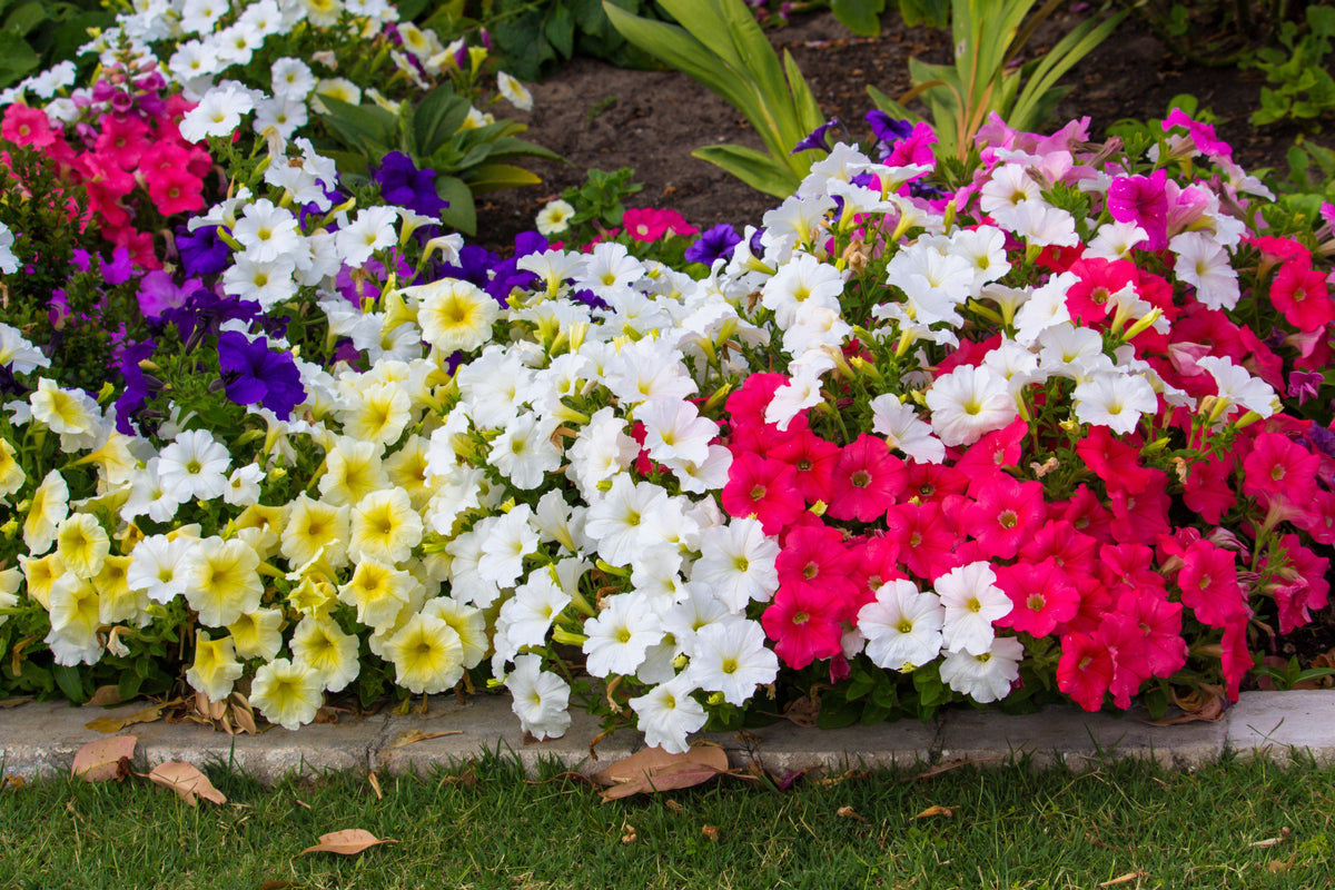 250 MIXED COLORS PETUNIA Flower Seeds