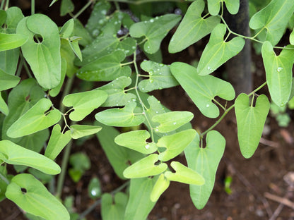 20 SLENDER DUTCHMAN'S PIPE Pipevine Aristolochia Debilis Deep Purple Flower Herb Vine Seeds