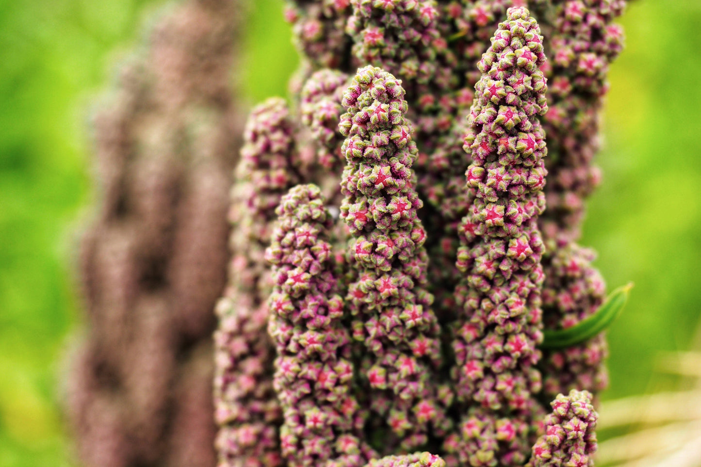 50 Cherry Vanilla Quinoa (Chenopodium) Seeds