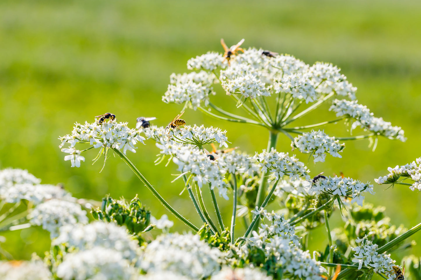 400 Caraway (Carum Carvi) Seeds