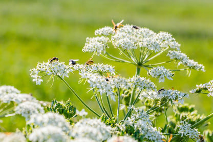 400 Caraway (Carum Carvi) Seeds