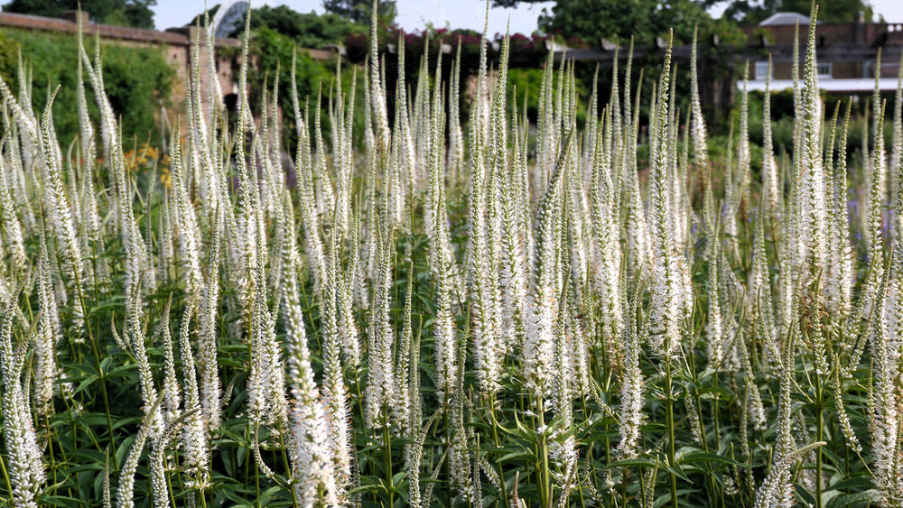 1000 Culver's Root / Black Root (Veronicastrum Virginicum) Seeds