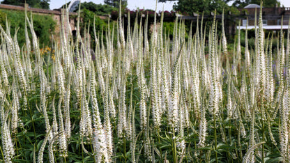 1000 Culver's Root / Black Root (Veronicastrum Virginicum) Seeds