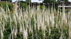 1000 Culver's Root / Black Root (Veronicastrum Virginicum) Seeds