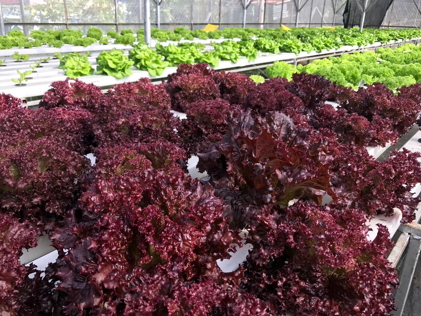 3000 Red Salad Bowl Leaf Lettuce (Lactuca Sativa) Seeds
