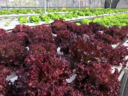 3000 Red Salad Bowl Leaf Lettuce (Lactuca Sativa) Seeds
