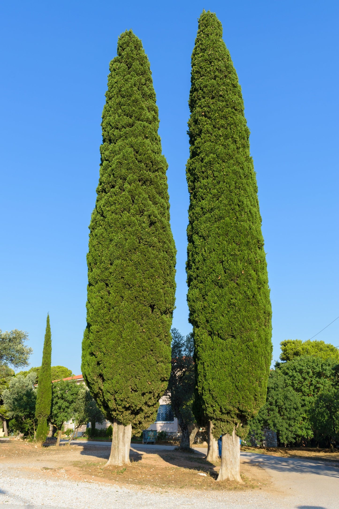 20 Mediterranean Cypress (Cupressus Sempervirens Stricta) Seeds