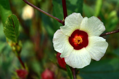 Roselle (Hibiscus sabdariffa) Seeds – 50 ct