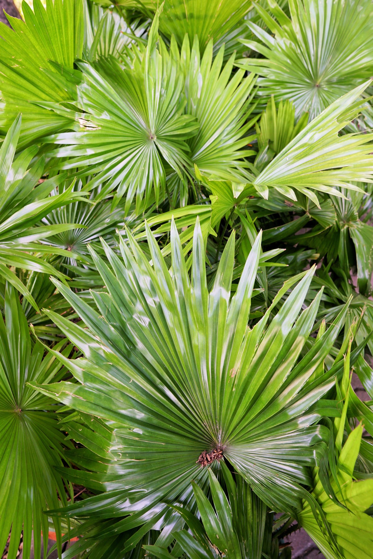 Green Saw Palmetto (Serenoa repens) Seeds – 5 ct