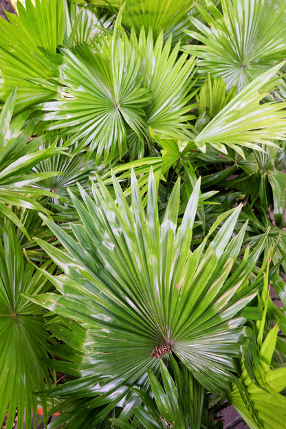 Green Saw Palmetto (Serenoa repens) Seeds – 5 ct