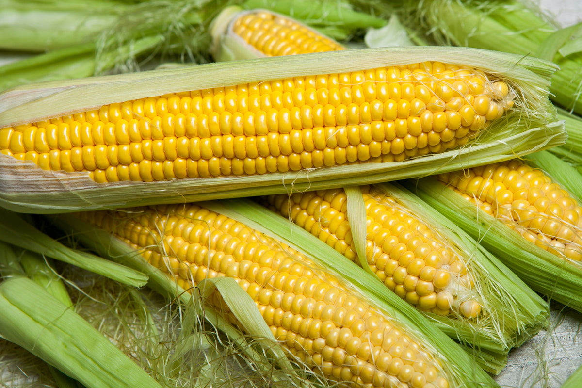 100 IOCHIEF Yellow SWEET CORN Aas Winner Zea Mays Vegetable Seeds