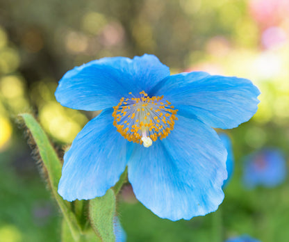10 Blue Himalayan Poppy (Meconopsis Betonicifolia) Seeds