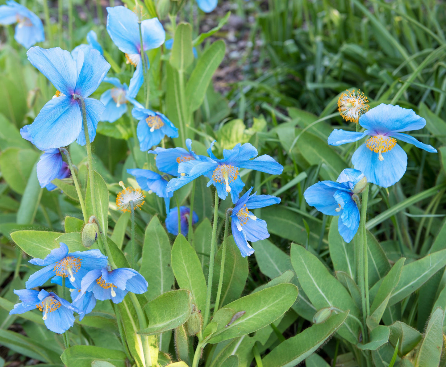 10 Blue Himalayan Poppy (Meconopsis Betonicifolia) Seeds