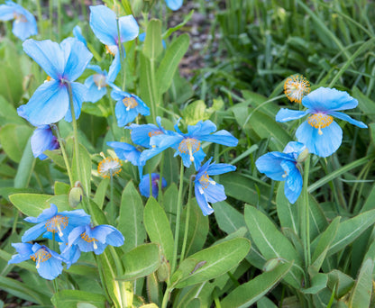 10 Blue Himalayan Poppy (Meconopsis Betonicifolia) Seeds