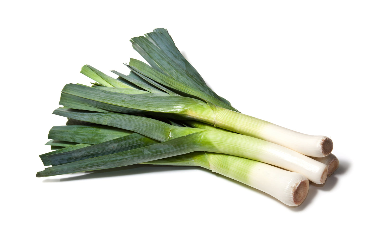800 American Flag Leek (Allium Porrum) Seeds