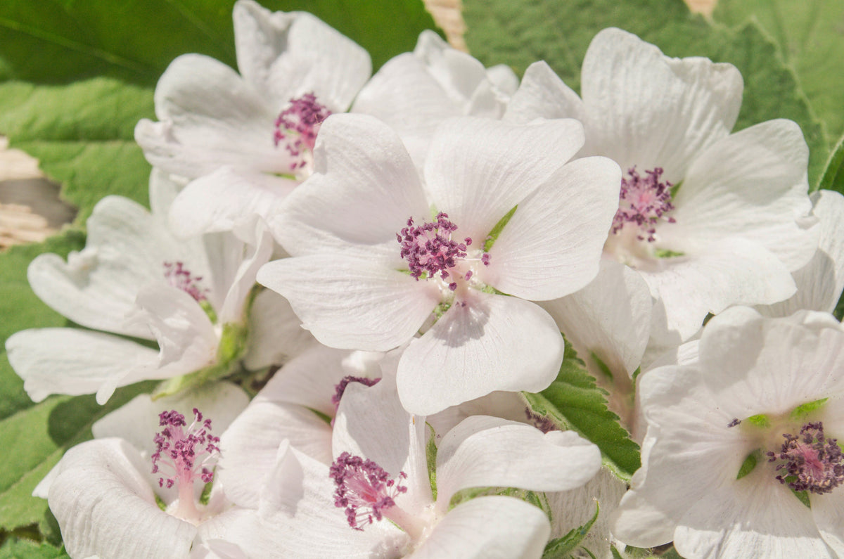 White Marsh Mallow (Althaea officinalis) Seeds – 50 ct