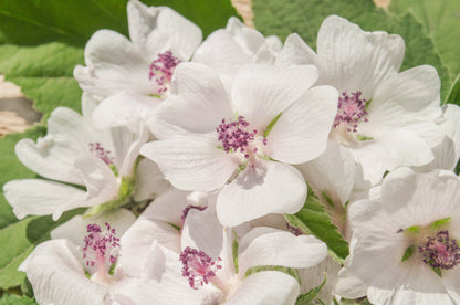 White Marsh Mallow (Althaea officinalis) Seeds – 50 ct