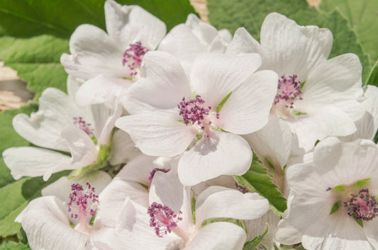 White Marsh Mallow (Althaea officinalis) Seeds – 50 ct