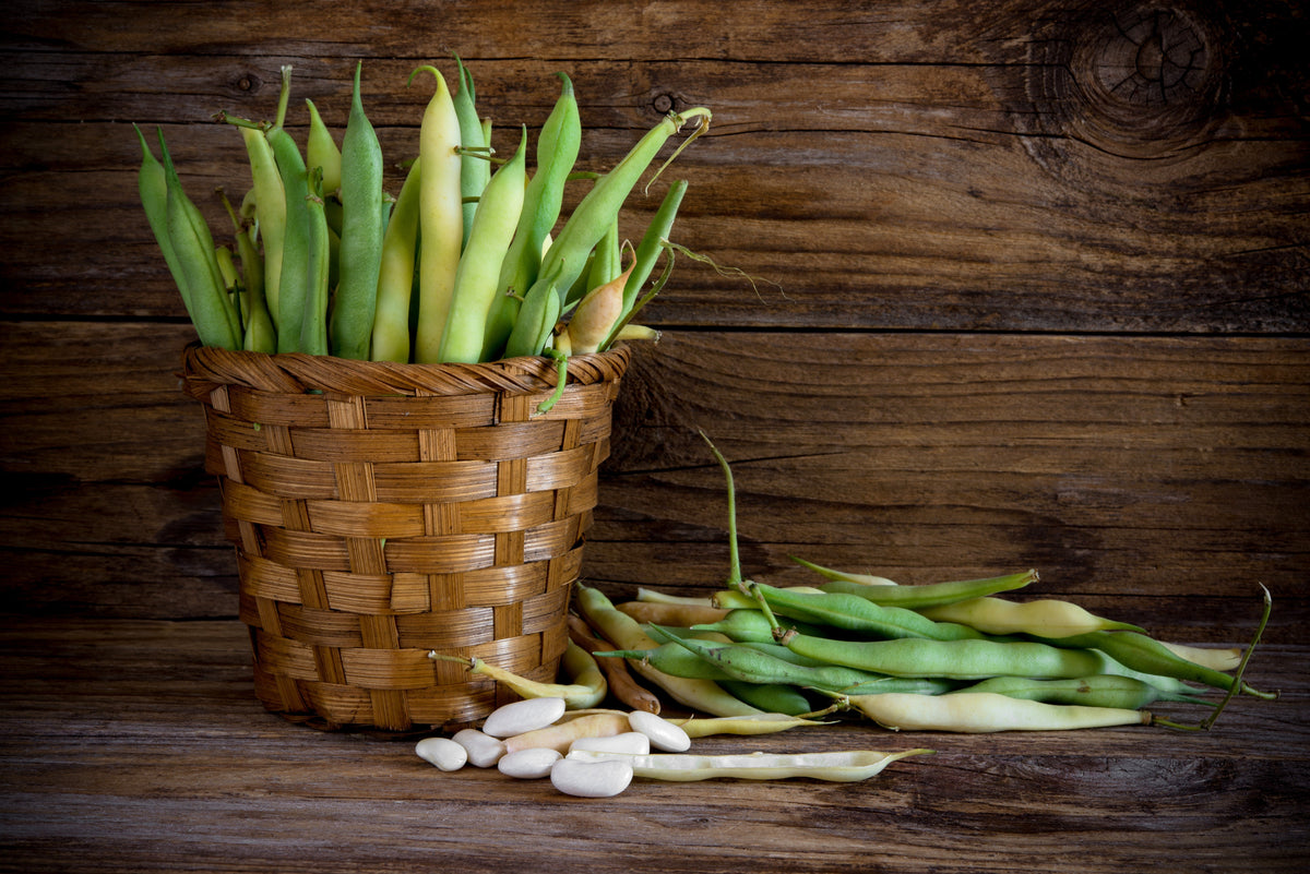 Cannellini Bean (Phaseolus vulgaris) Seeds – 30 ct
