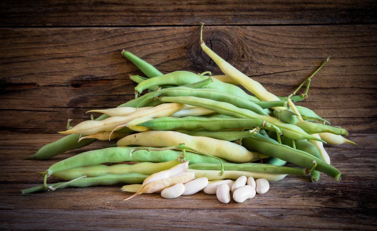 Cannellini Bean (Phaseolus vulgaris) Seeds – 30 ct
