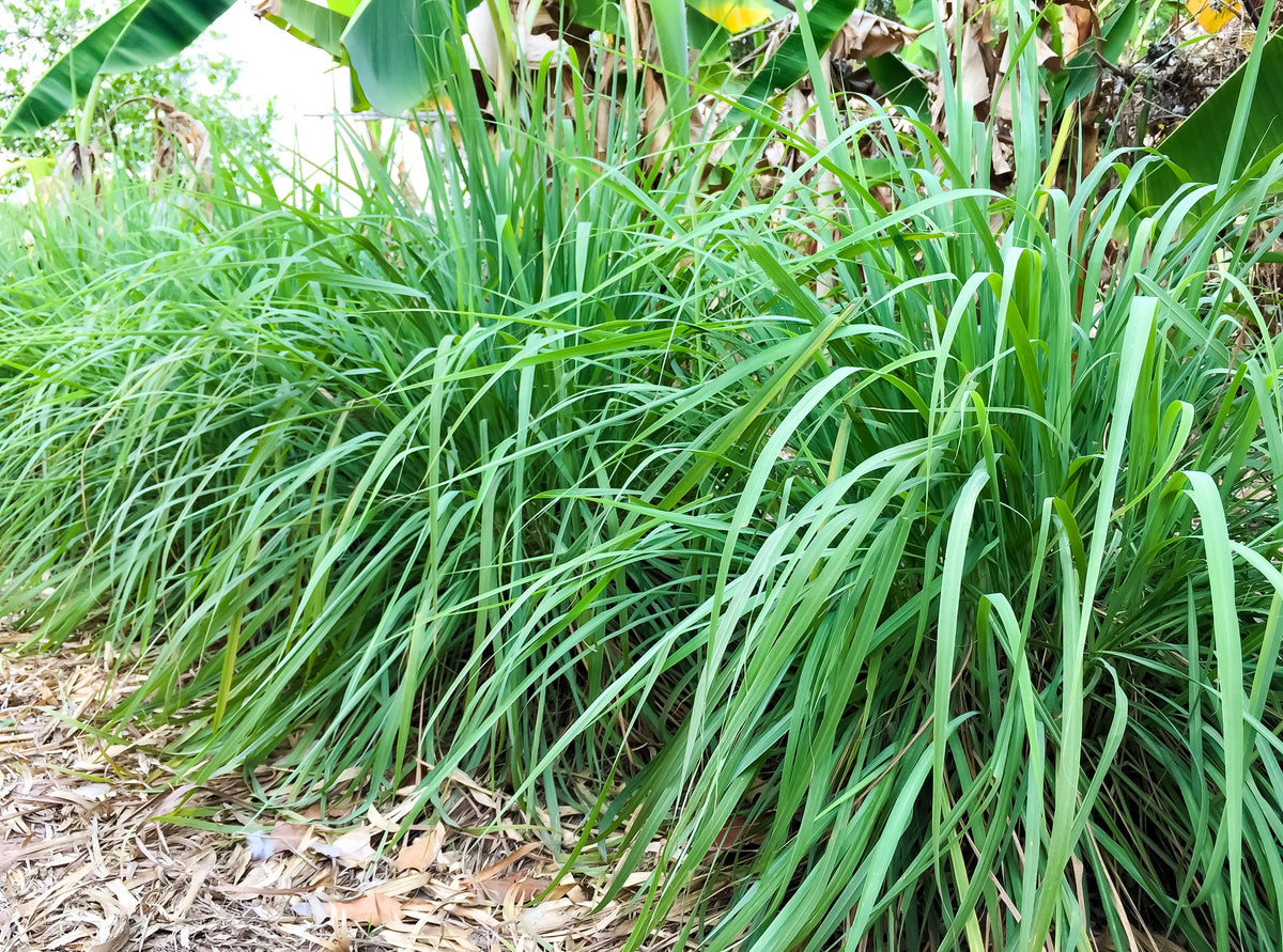 100 LEMONGRASS East Indian Lemon Grass Fragrant Ornamental Edible Cymbopogon Flexuosus Seeds