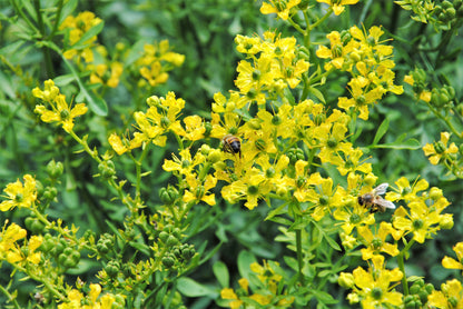 50 Yellow Rue (Ruta Graveolens) Seeds