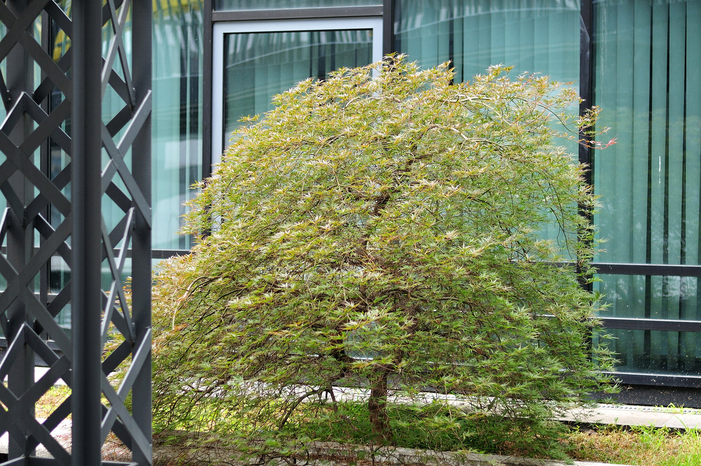 10 Green Laceleaf Maple (Acer Palmatum Dissectum Viridis) Seeds