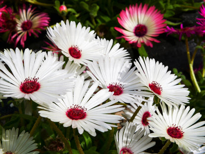 100 Gelato White Ice Plant (Mesembryanthemum Livingstone Daisy) Seeds