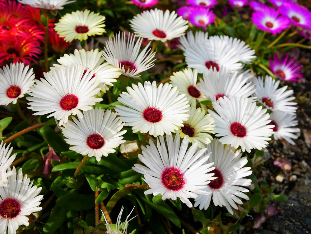 100 Gelato White Ice Plant (Mesembryanthemum Livingstone Daisy) Seeds