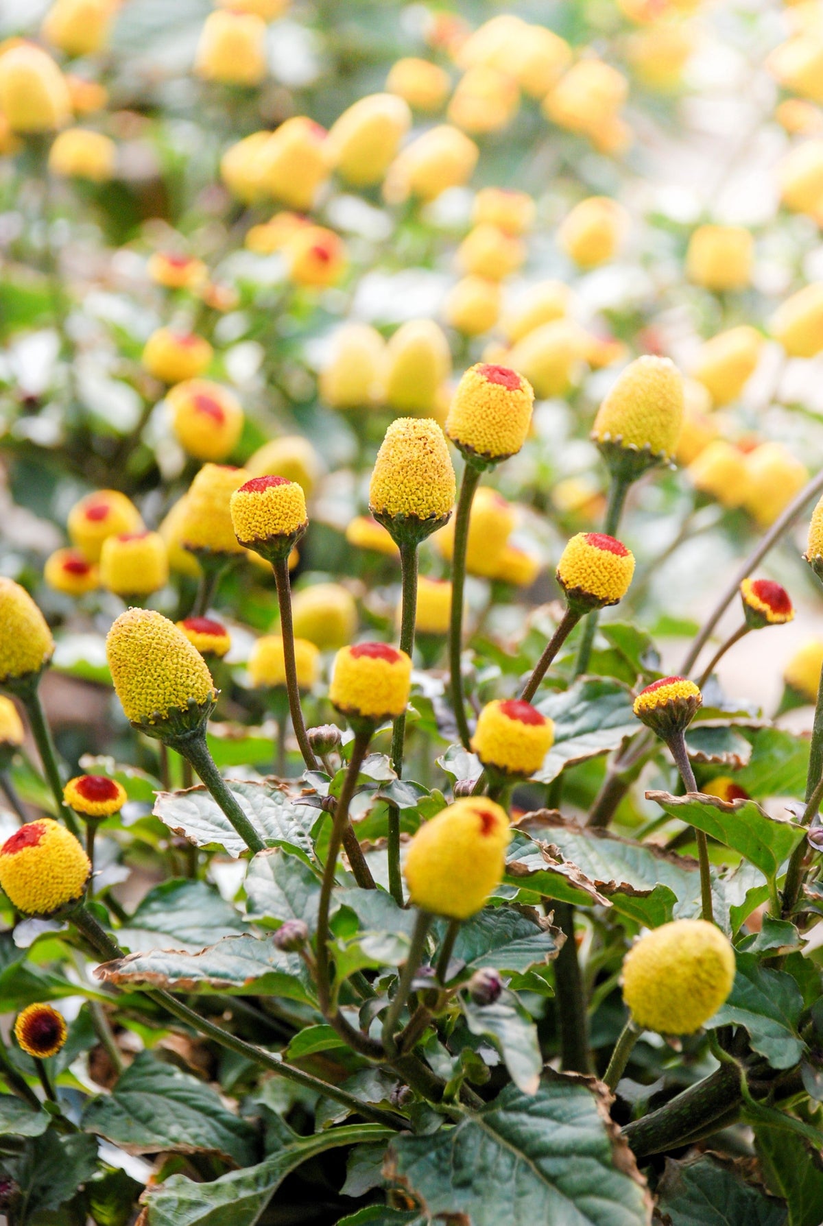 100 Toothache Plant (Spilanthes Oleracea) Seeds