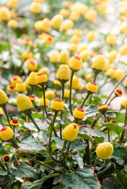 100 Toothache Plant (Spilanthes Oleracea) Seeds