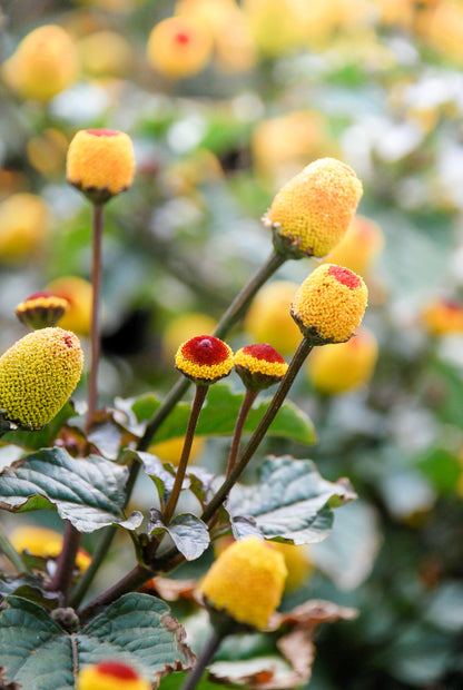 100 Toothache Plant (Spilanthes Oleracea) Seeds