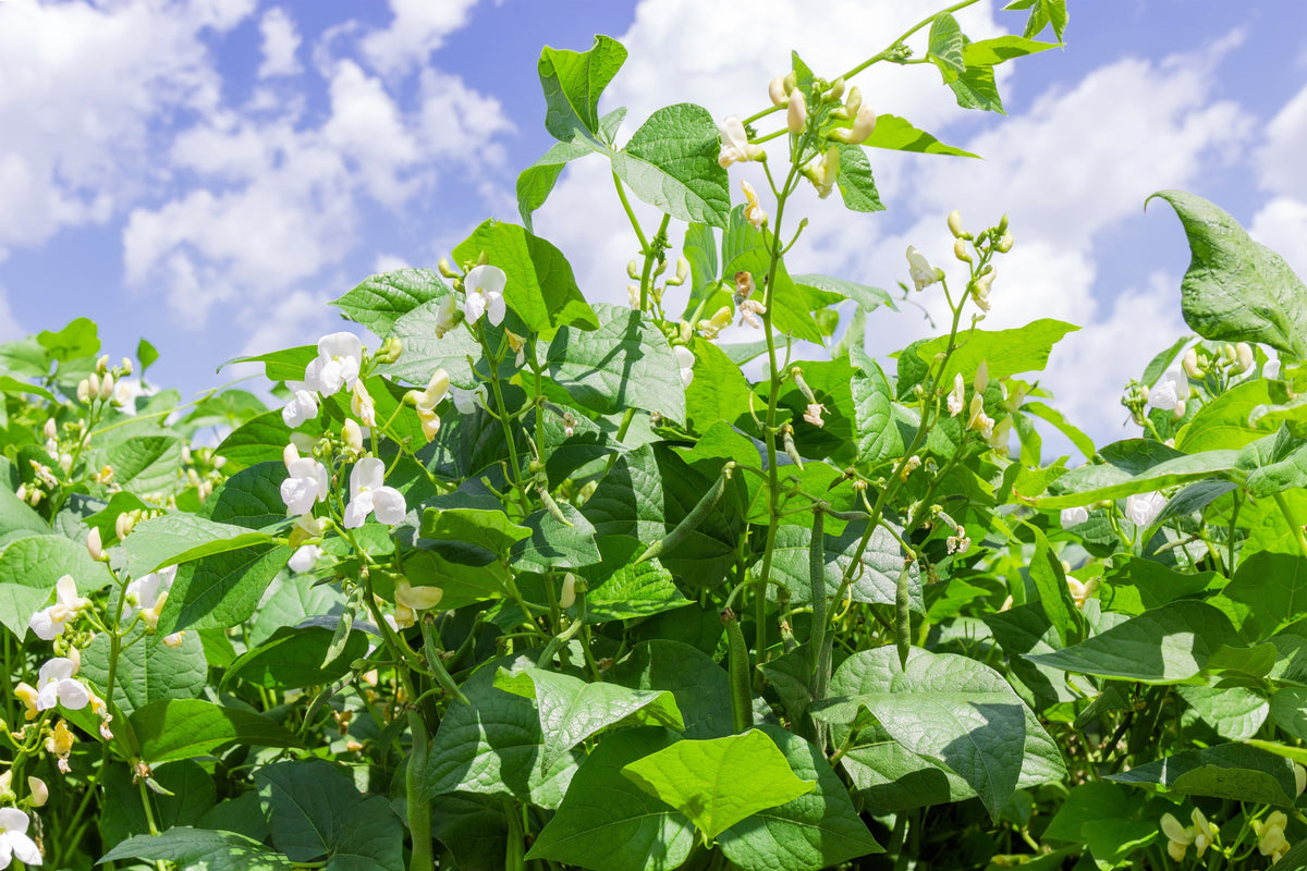 Red Kidney Bean (Phaseolus vulgaris) Seeds – 30 ct